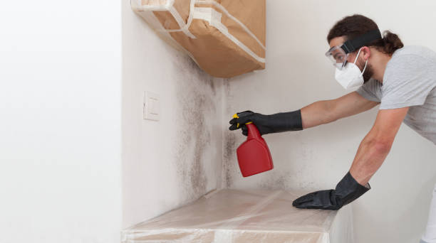 Professional Mold Cleanup technician working in South Mills, NC